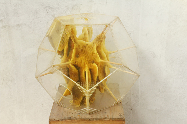 مجسمه سازی خلاقانه هنرمند چینی با زنبورهای عسل
