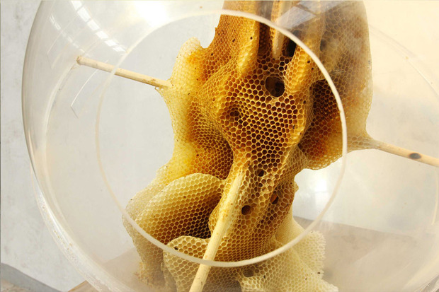 مجسمه سازی خلاقانه هنرمند چینی با زنبورهای عسل